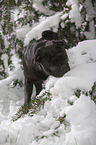 pug in winter