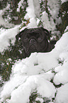 pug in winter