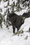 pug stands in snow