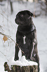 pug in winter