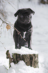 pug stands in snow