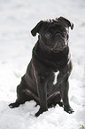 pug in winter