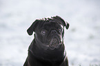 pug in snow