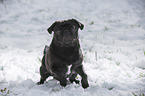 pug in winter