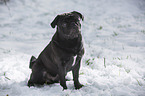 pug in winter