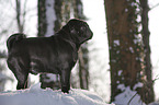 pug stands in snow