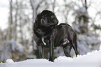 pug stands in snow