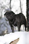 pug stands in snow