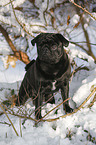 pug stands in snow