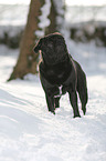 pug stands in snow