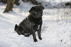 pug in winter