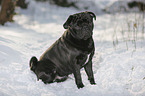 pug in winter