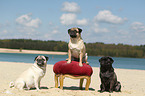 3 pugs