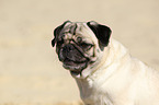 pug portrait