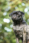 pug portrait