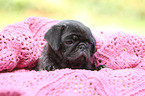 pug puppy