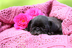 pug puppy