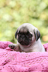 pug puppy