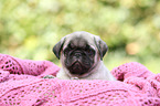 pug puppy