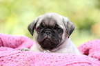 pug puppy