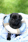 pug puppy