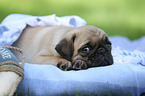 pug puppy