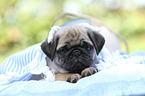 pug puppy