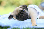 pug puppy