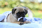 pug puppy