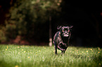 running pug