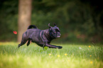 running pug