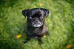 sitting pug