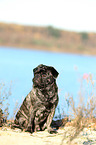 sitting pug