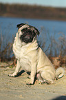 sitting pug