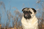 pug portrait