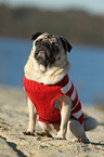 sitting pug