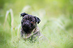 pug portrait