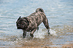 running pug