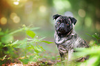 sitting pug