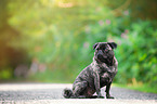 sitting pug