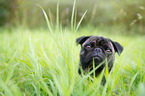 pug portrait