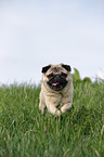 running pug