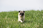 running pug