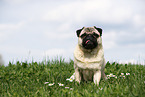 sitting pug