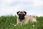 lying pug