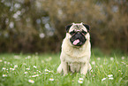 sitting pug