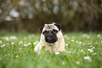 lying pug