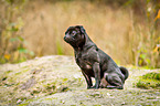 sitting pug