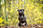 sitting pug