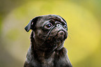 pug Portrait